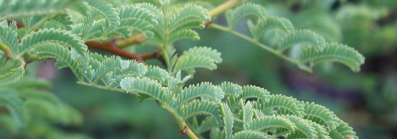 Acacia grandicornuta
